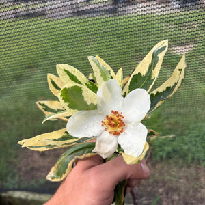 Gardenia sp. 'Variegata', a shrub offered by Woodlanders.