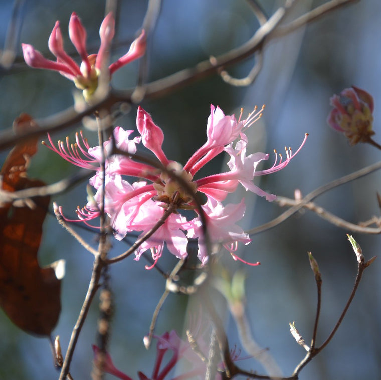Rhododendron canescens 'Camilla's Blush' Piedmont azalea, abundant soft pink fragrant flowers in early spring.