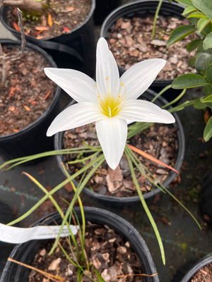 Zephyranthes atamasco, atamasco lily, white pink-flushed rain-lily flowers over grassy foliage