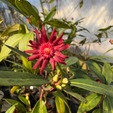 Illicium floridanum (variegated)