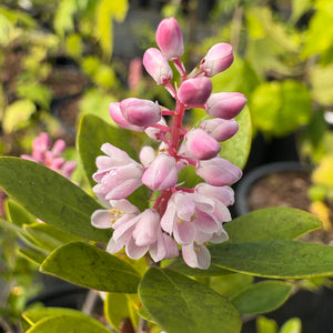 Cliftonia monophylla 'Berry Pink' pink Black Titi with rosy-pink early spring flowers