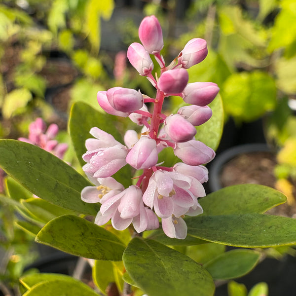 Cliftonia monophylla 'Berry Pink'