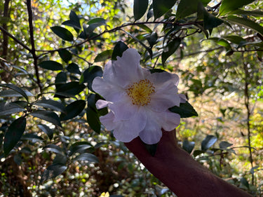 Camellia sasanqua 'Misty Moon'