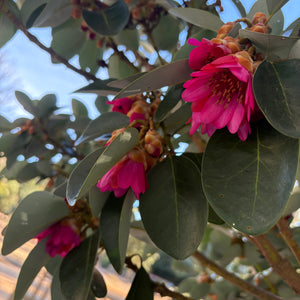 Rhodoleia championii Hong Kong rose, pendulous rose-pink flowers among glossy evergreen leaves.