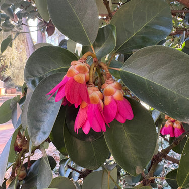 Rhodoleia championii