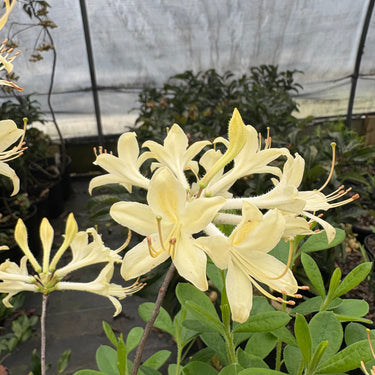 Rhododendron atlanticum x austrinum (Pale Yellow)