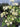 Rhododendron atlanticum x austrinum (Pale Yellow)
