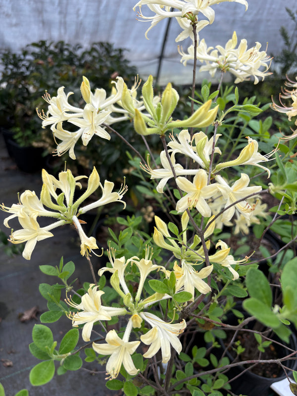 Rhododendron atlanticum x austrinum (Pale Yellow)