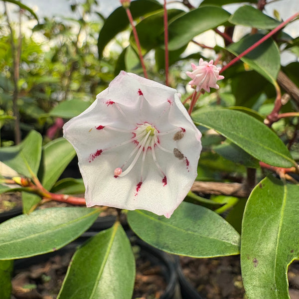 Kalmia latifolia