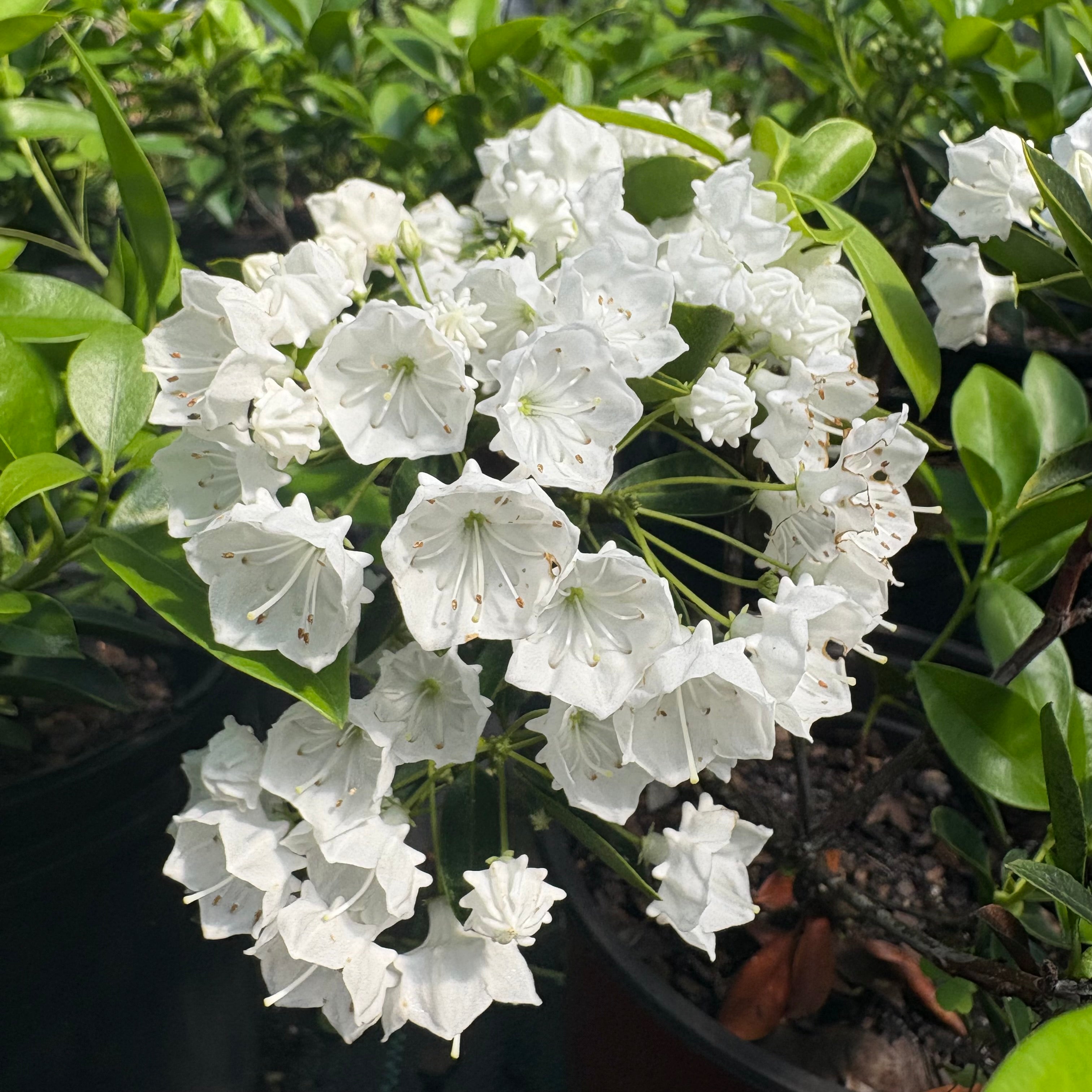 Plants Starting with 