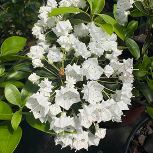 Kalmia latifolia 'Pristine', white mountain laurel, clusters of pure white cup-shaped flowers on a broadleaf evergreen shrub