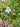 Clinopodium georgianum Georgia savory with pinkish-lavender flowers in the fall garden