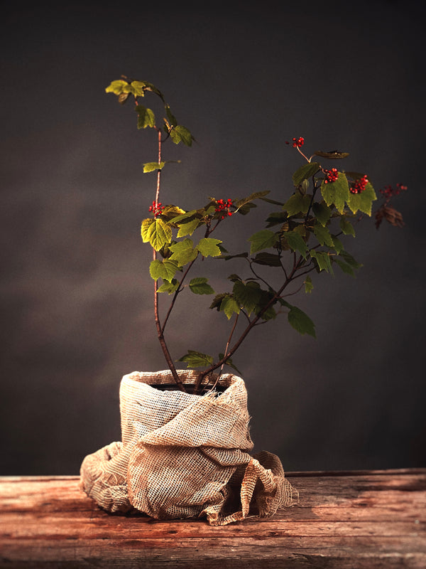 Viburnum acerifolium