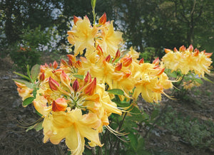 Rhododendron 'QbackB' Sunbow Solar Flare azalea, two-toned yellow and orange spring trusses opening from red buds.