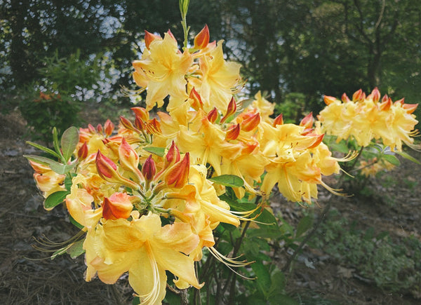 Rhododendron 'QbackB' (Sunbow Solar Flare)