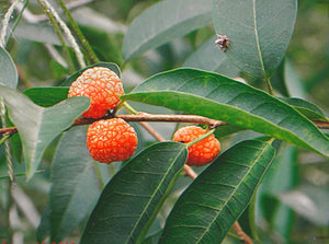 Cudrania cochinchinensis, cockspur thorn, glossy evergreen leaves on thorny sprawling stems.