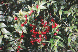 Sarcococca ruscifolia (fragrant sweet box) glossy leaves with red berries