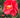 Red Camellia Japonica Anacostia with evergreen foliage