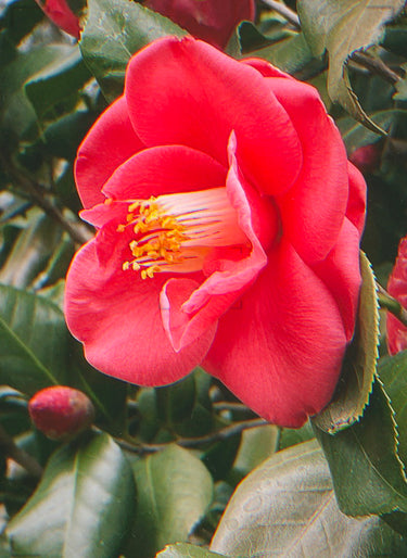 Red Camellia Japonica Anacostia with evergreen foliage