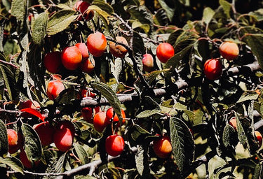 Prunus americana American plum shrub with edible fruit