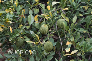 Citrus cavaleriei (ichangensis)