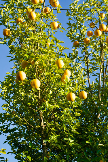 Ichang "Lemon"
