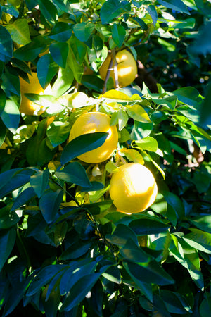Ichang Lemon, cold-hardy Citrus × wilsonii, large fragrant lemon-yellow fruit on an evergreen tree