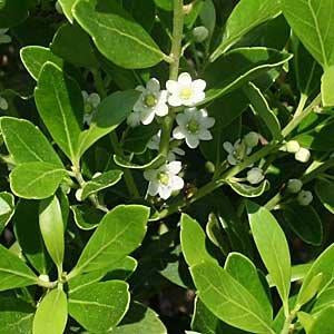 Ilex glabra (male)