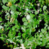 Ilex vomitoria native shrub with dense form and red berries