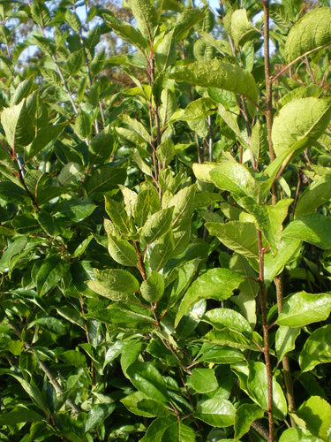 Ilex verticillata 'Southern Gentleman'