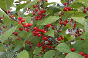 Ilex 'Sparkleberry', hybrid winterberry, abundant bright red berries on tall bare deciduous stems