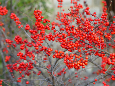 Ilex verticillata x serrata 'Sparkleberry'
