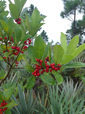 Ilex ambigua