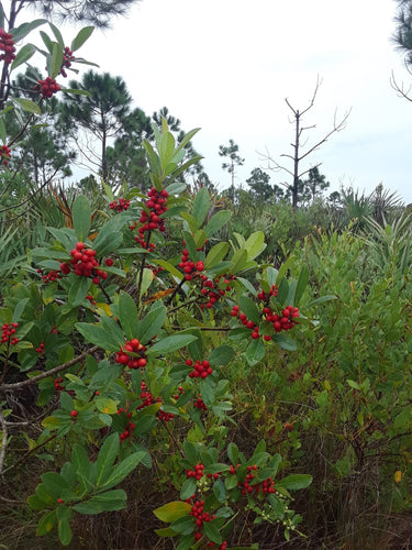 Ilex ambigua
