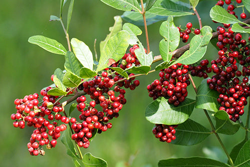 Ilex cassine (female)