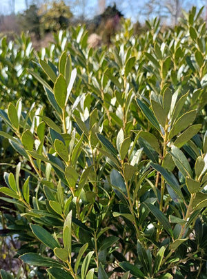 Ilex glabra, male inkberry holly, smooth glossy spineless dark green evergreen leaves on a neat native shrub