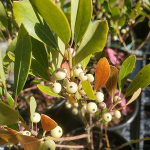 Ilex glabra f. leucocarpa, white-fruited inkberry, a native shrub offered by Woodlanders.