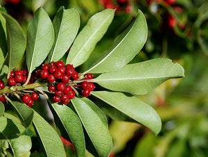 Ilex paraguariensis, yerba mate, glossy dark green leathery serrated evergreen leaves on a South American holly