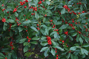Ilex verticillata 'Red Sprite', dwarf winterberry, heavy clusters of scarlet berries on bare deciduous stems in winter