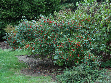 Ilex verticillata 'Red Sprite'
