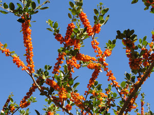 Ilex vomitoria 'Virginia Dare' yaupon holly, a native evergreen shrub from Woodlanders, at the Tyler Rose IDEA Garden.