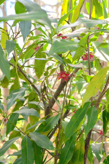 Illicium mexicanum x floridanum album 'Woodland Ruby'