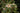 Illicium anisatum