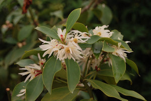 Illicium anisatum