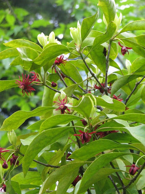 Illicium floridanum