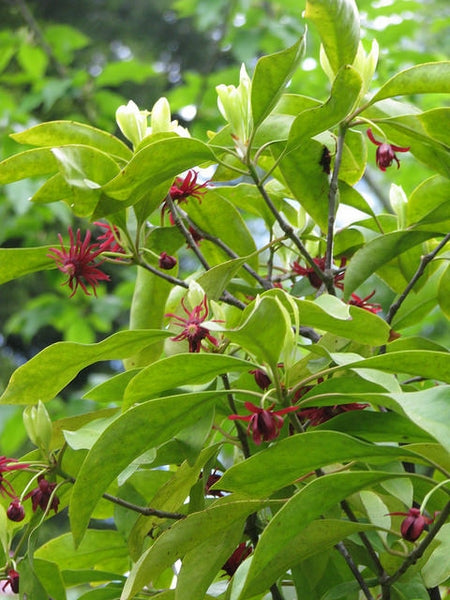 Illicium floridanum