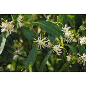 Illicium floridanum var. album