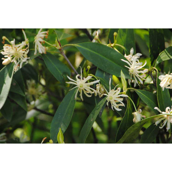 Illicium floridanum var. album
