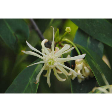 Illicium floridanum var. album