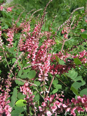 Indigofera amblyantha pink indigo, an airy deciduous shrub with soft pink pea-shaped flowers in upright racemes.